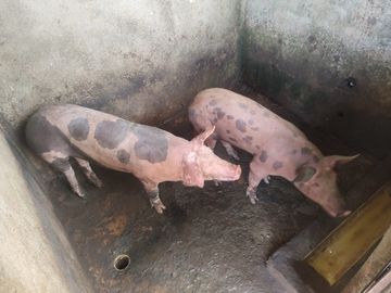 VENDO  FINCA GANADERA EN ANORÍ ANTIOQUIA.