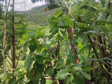 VENDO  FINCA GANADERA EN ANORÍ ANTIOQUIA.