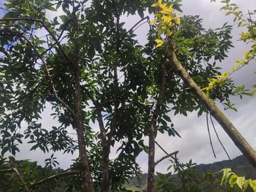 VENDO  FINCA GANADERA EN ANORÍ ANTIOQUIA.