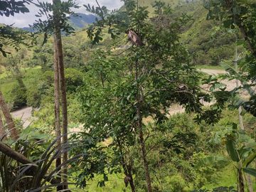 VENDO  FINCA GANADERA EN ANORÍ ANTIOQUIA.