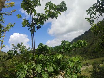 VENDO  FINCA GANADERA EN ANORÍ ANTIOQUIA.