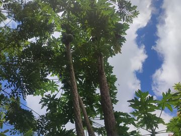VENDO  FINCA GANADERA EN ANORÍ ANTIOQUIA.