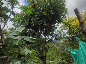 VENDO  FINCA GANADERA EN ANORÍ ANTIOQUIA.