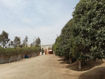 SE VENDE TERRENO DE 160M2 EN CIENEGUILLA - PACHACAMAC (COOPERATIVA DE VIVIENDA )