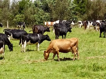 HACIENDA DE 187 HECTAREAS EN VENTA- MACHACHI SECTOR EL CHAUPI
