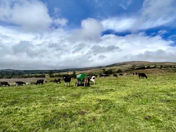 HACIENDA DE 187 HECTAREAS EN VENTA- MACHACHI SECTOR EL CHAUPI