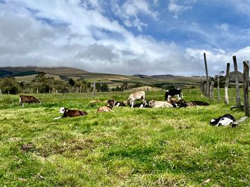 HACIENDA DE 187 HECTAREAS EN VENTA- MACHACHI SECTOR EL CHAUPI