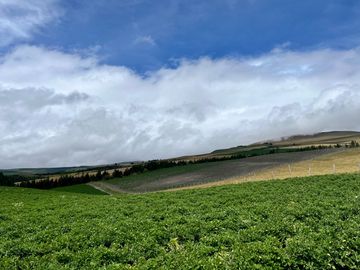 HACIENDA DE 187 HECTAREAS EN VENTA- MACHACHI SECTOR EL CHAUPI