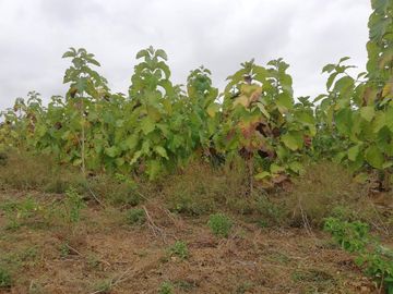 Hacienda de Venta en Salinas, Ecuador