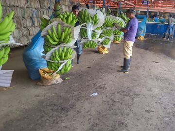 Bananera de Venta en Ventanas