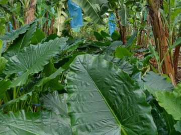 Bananera de Venta en Ventanas