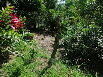 VENTA DE FINCA CARMEN DE APICALA - TOLIMA
