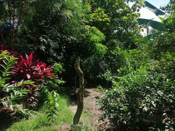 VENTA DE FINCA CARMEN DE APICALA - TOLIMA