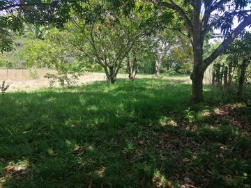 VENTA DE FINCA CARMEN DE APICALA - TOLIMA