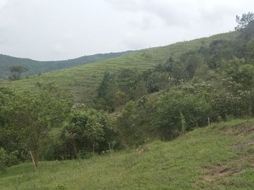 FINCA YOTOCO GANADERA