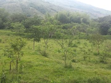 FINCA YOTOCO GANADERA