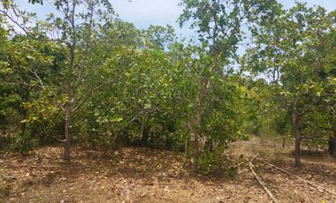 For Sale! 68,580 sqm Agricultural Lot, Busuanga, Palawan