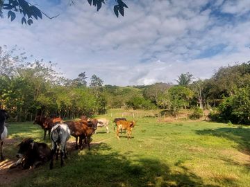 VENDO FINCA GANADERA 34.7 HA EN TARAPOTO - PERU