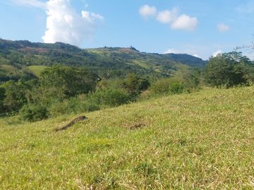 VENDO FINCA GANADERA 34.7 HA EN TARAPOTO - PERU