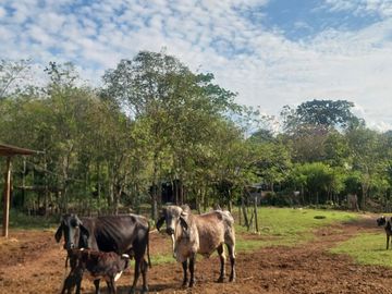 VENDO FINCA GANADERA 34.7 HA EN TARAPOTO - PERU