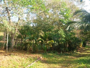 VENDO FINCA GANADERA 34.7 HA EN TARAPOTO - PERU