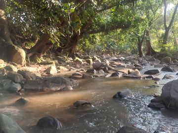 VENDO FINCA GANADERA 34.7 HA EN TARAPOTO - PERU