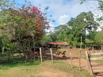 VENDO FINCA GANADERA 34.7 HA EN TARAPOTO - PERU