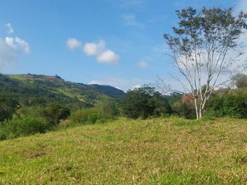 VENDO FINCA GANADERA 34.7 HA EN TARAPOTO - PERU