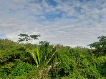 VENDO FINCA GANADERA 34.7 HA EN TARAPOTO - PERU