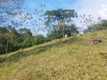 VENDO FINCA GANADERA 34.7 HA EN TARAPOTO - PERU
