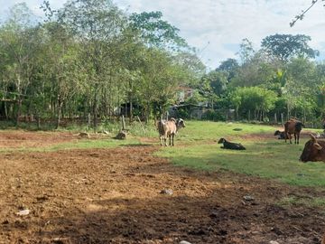 VENDO FINCA GANADERA 34.7 HA EN TARAPOTO - PERU