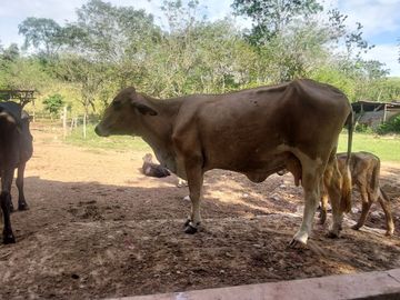 VENDO FINCA GANADERA 34.7 HA EN TARAPOTO - PERU