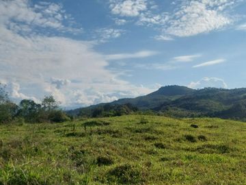 VENDO FINCA GANADERA 34.7 HA EN TARAPOTO - PERU