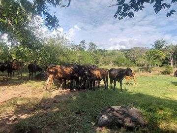 VENDO FINCA GANADERA 34.7 HA EN TARAPOTO - PERU