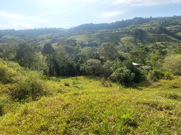VENDO FINCA GANADERA 34.7 HA EN TARAPOTO - PERU