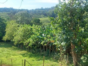 VENDO FINCA GANADERA 34.7 HA EN TARAPOTO - PERU