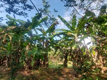 VENDO FINCA GANADERA 34.7 HA EN TARAPOTO - PERU