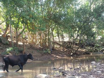 VENDO FINCA GANADERA 34.7 HA EN TARAPOTO - PERU