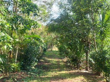 VENDO FINCA GANADERA 34.7 HA EN TARAPOTO - PERU