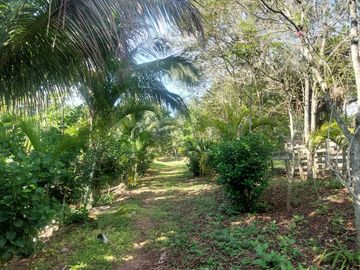 VENDO FINCA GANADERA 34.7 HA EN TARAPOTO - PERU