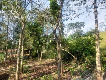 VENDO FINCA GANADERA 34.7 HA EN TARAPOTO - PERU