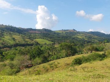 VENDO FINCA GANADERA 34.7 HA EN TARAPOTO - PERU
