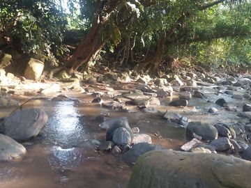VENDO FINCA GANADERA 34.7 HA EN TARAPOTO - PERU
