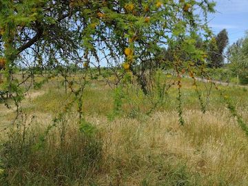 SE VENDE CASA CON PARCELA EN SAN RAFAEL ,PROVINCIA DE TALCA,REGIÓN DEL MAULE