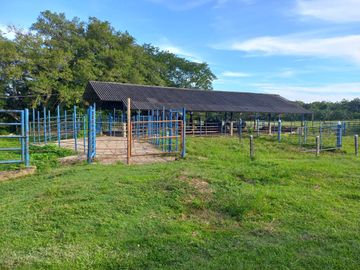 VENTA FINCA PALMERA Y GANADERA BARRANCABERMEJA