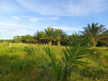 VENTA FINCA PALMERA Y GANADERA BARRANCABERMEJA
