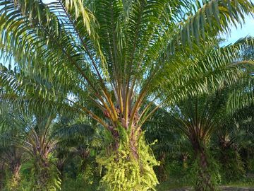 VENTA FINCA PALMERA Y GANADERA BARRANCABERMEJA