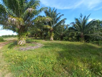 VENTA FINCA PALMERA Y GANADERA BARRANCABERMEJA