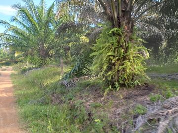 VENTA FINCA PALMERA Y GANADERA BARRANCABERMEJA