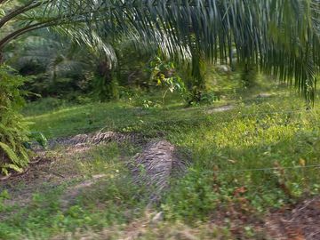 VENTA FINCA PALMERA Y GANADERA BARRANCABERMEJA